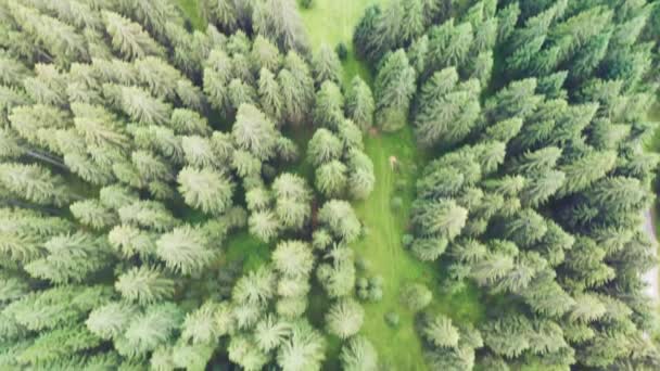 Ilmakuva Alpin mänty kesäkaudella, metsän yläpuolella panoraama lentävät drone - Materiaali, video