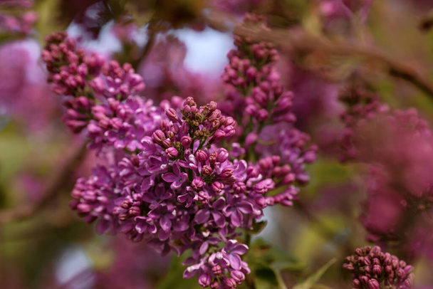 Flor lila púrpura con bokeh. Naturaleza exterior fondo floral con flores lila en el jardín  - Foto, imagen