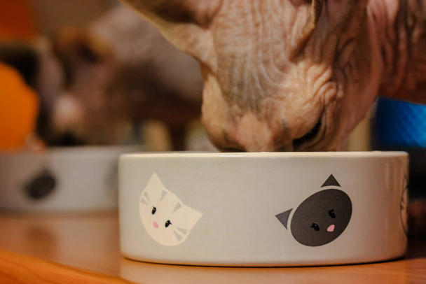 Two Canadian Sphynx cats eating food from bowls with appetite. Cat's dishes with pictures of kitties. Naked cats at home. Pet care. Feline theme. Canned, dry food, natural food. Blurred background. - Photo, Image