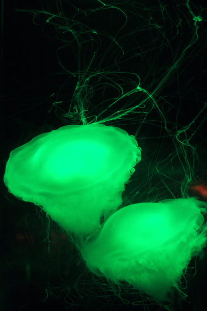 Sea jellies - Photo, Image