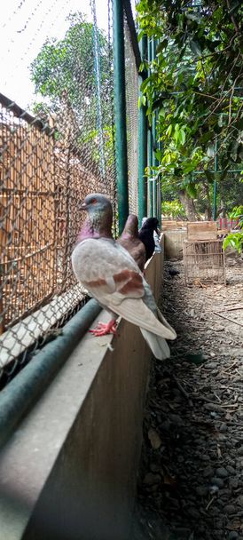 uccello in gabbia. intrappolato in una gabbia che simboleggia la disperazione e la perdita della libertà - Foto, immagini