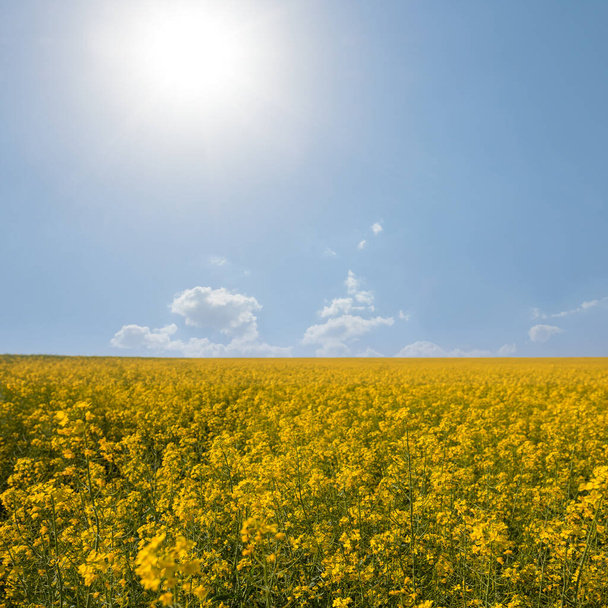 yellow rape flowers under sparkle sun, countryside summer agricultural background - Foto, imagen