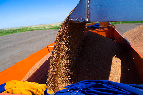 Beim Verladen von Getreide in einen LKW wird das Getreide aus einem Eimer des Traktors in das Heck eines Autos geschüttet.. - Foto, Bild