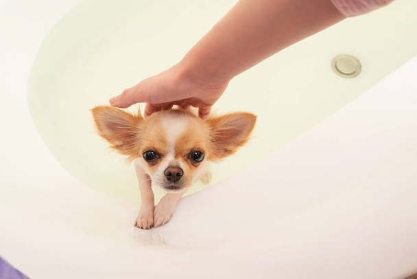 Mały słodki brązowy pies chihuahua. Biały chihuahua kąpie się w łazience. Czysty kupiony szczeniak. - Zdjęcie, obraz