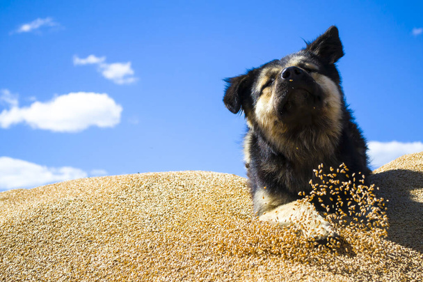  Hund im Weizen.Der Mischling liegt auf dem Korn, Wächter, Wächter. - Foto, Bild