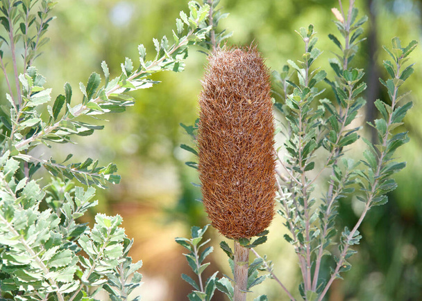 Banksia Ashbyi, commonly known as Ashby's banksia. Flower bloom dried and dying. - Photo, Image