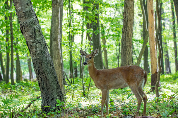 Il cervo dalla coda bianca, dietro la foresta - Foto, immagini