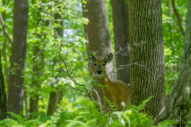 Beyaz kuyruklu geyik, ormanın arka tarafında. - Fotoğraf, Görsel
