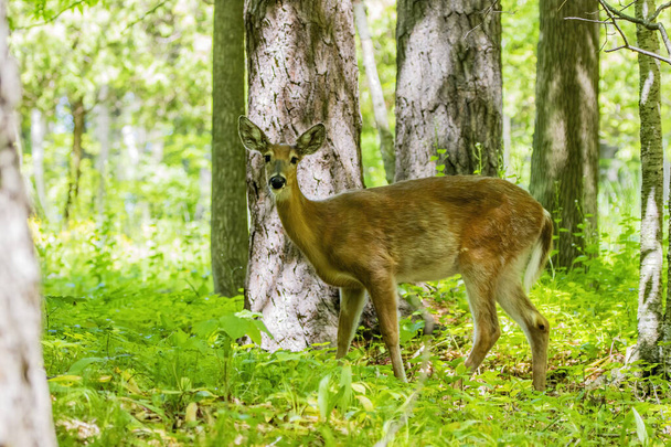 Beyaz kuyruklu geyik, ormanın arka tarafında. - Fotoğraf, Görsel