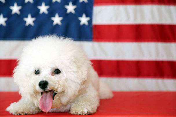 Amerykański Dzień Niepodległości. Szczęśliwego 4 lipca. Dzień Niepodległości USA. Amerykańska flaga. Bichon Frise Dog z amerykańską flagą. Czysty pies Bichon Frise uśmiecha się, gdy pozuje z amerykańską flagą na sesji zdjęciowej 4 lipca.  - Zdjęcie, obraz