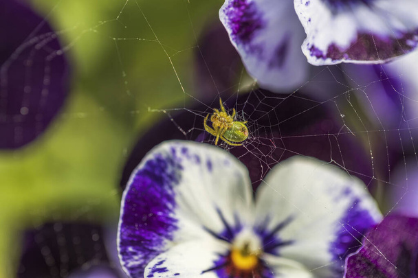 Όμορφη μακροσκοπική άποψη της αράχνης στο δίχτυ αράχνης σε όμορφα λουλούδια.  - Φωτογραφία, εικόνα