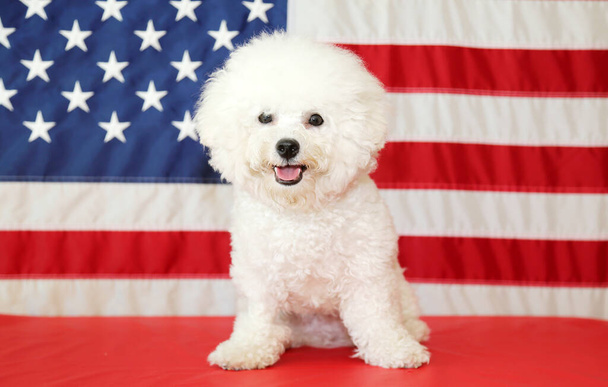 Amerikan Bağımsızlık Günü. 4 Temmuz kutlu olsun. ABD Bağımsızlık Günü. Amerikan bayrağı. Amerikan Bayrağı 'ndan Bichon Frise Dog. Safkan bir Bichon Frise dişi köpeği, 4 Temmuz 'daki fotoğraf çekimi için Amerikan bayrağıyla poz verirken gülümsüyor..  - Fotoğraf, Görsel