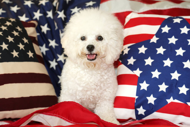 Amerikan itsenäisyyspäivä. Hyvää itsenäisyyspäivää. USA:n itsenäisyyspäivä. Amerikan lippu. Bichon Frise Dog Amerikan lipulla. Puhdasrotuinen Bichon Frise naaras koira hymyilee, kun hän poseeraa Amerikan lippu hänen 4. heinäkuuta Photo Shoot.  - Valokuva, kuva
