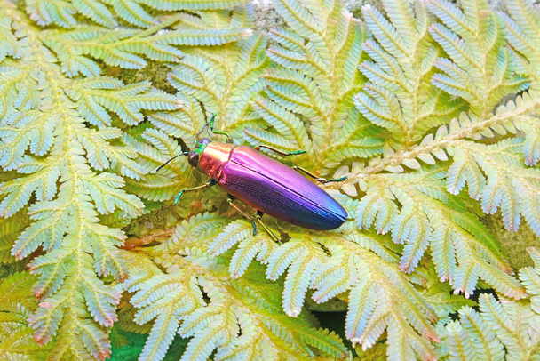 Jewel Beetle (Chrysochroa fulminans nishiyamai) on Peacock fern leaf (Seleginella willdenowii) Selective focus, blurred green nature background. - Photo, Image