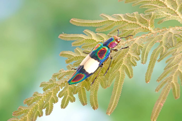 Rianbow Jewel Beetle (Chrysochroa fulgens) em Peacock folha de samambaia (Seleginella willdenowii) Foco seletivo - Foto, Imagem