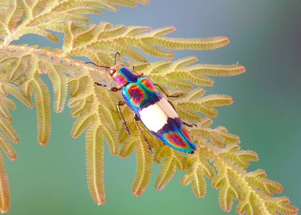 Rianbow Jewel Beetle (Chrysochroa fulgens) auf Pfauenfarnblatt (Seleginella willdenowii); selektiver Fokus, unscharfer grüner Naturhintergrund. - Foto, Bild