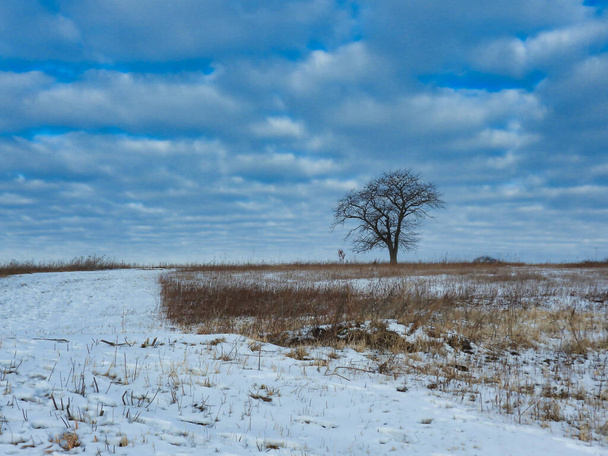 Winterlandschaft mit Baum: Kalter Wintertag mit schneebedecktem Boden auf der Prärie, meist bewölkter Himmel mit etwas blauem Durchblick und einsamer, kahler Baum - Foto, Bild