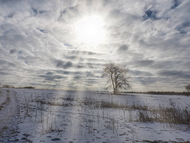 Tree in the Snow with Sunshine: Ein einsamer Baum steht auf einer schneebedeckten Prärie an einem bewölkten Tag, an dem der Himmel eine Pause einlegt und Sonnenstrahlen über die Landschaft strahlen - Foto, Bild