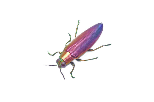 Jewel beetle (Chrysochroa fulminans nishiyamai) one of world's most beautiful beetle from Sinuk, Indonesia. Isolated on white background - Photo, Image