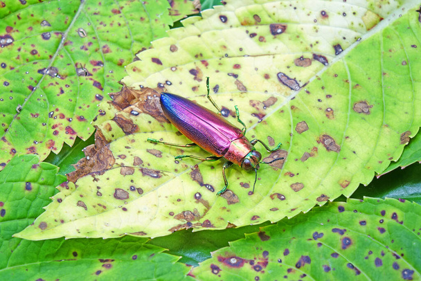 Jewel beetle (Chrysochroa fulminans nishiyamai) um dos mais belos besouros do mundo de Sinuk, Indonésia. Foco seletivo - Foto, Imagem