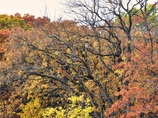 Jastrząb w Jesiennym Drzewie Kolorowe: Widok z tyłu jastrzębia czerwonoogoniastego ptaka drapieżnego siedzącego na nagim fragmencie inaczej opadającego kolorowego drzewa w jesienny dzień - Zdjęcie, obraz