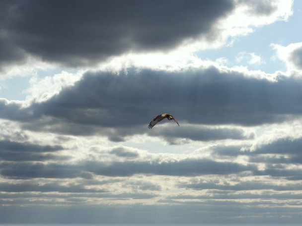 Northern Harrier Soars in Clouds: A soaring northern harrier bird of prey on a fall day as the sun begins to shine through thick clouds - Photo, Image