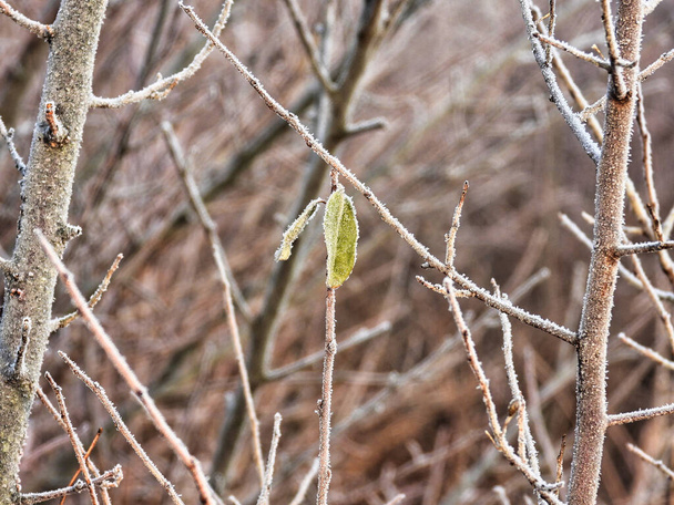 Frozen Leaf on a Winter Morning Covered in Ice Frost: Eine Nahaufnahme eines einzelnen Blattes hängt an einem schmalen Zweig an einem frühen Wintermorgen mit Eiskristallen bedeckt - Foto, Bild