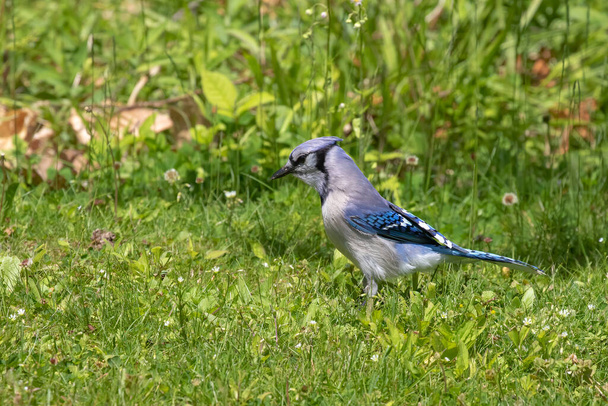 The Blue jay while searching for food - Fotó, kép