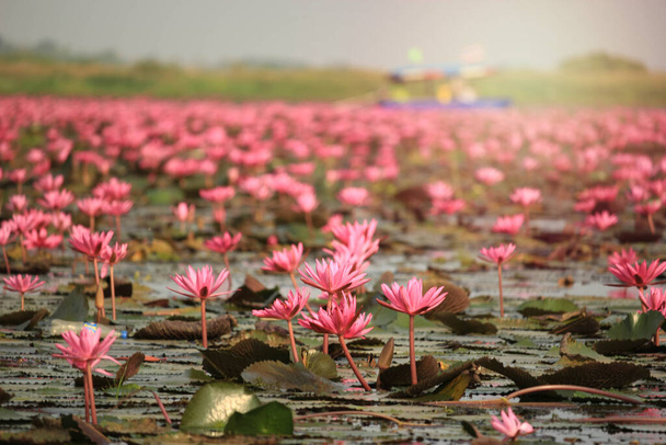 Удивительный природный ландшафт Красно-розовый лотос (водянистый лилий) цветочное озеро море утром, красивый и известный туристический привлекательный пейзаж Фахавапи, Удон Тани, Таиланд.  - Фото, изображение