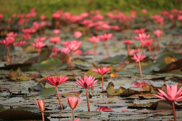 Maravilhosa natureza paisagem vermelho rosa lótus (lírio de água) mar lago de flores pela manhã, bela e famosa paisagem turística atraente de Kumphawapi, Udon Thani, Tailândia.  - Foto, Imagem