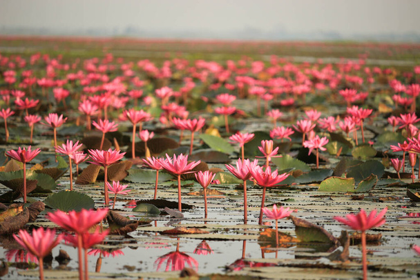 Wunderbare Naturlandschaft rot rosa Lotus (Seerose) Blumen See Meer am Morgen, schöne und berühmte touristische attraktive Landschaft von Kumphawapi, Udon Thani, Thailand.  - Foto, Bild
