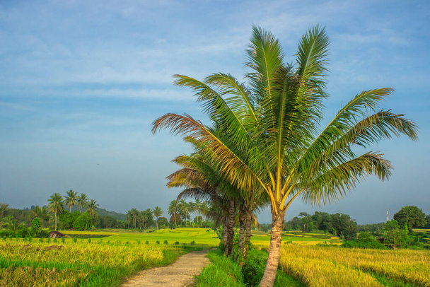 Endonezya 'da gün doğumunda pirinç tarlalarında ve dağlarda sabah atmosferiyle kırsal kesimin doğal güzelliğinin panoramik görüntüsü - Fotoğraf, Görsel