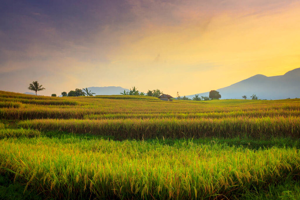 la belleza natural del campo con la atmósfera de la mañana en los campos de arroz y las montañas al amanecer en el norte de Bengkulu, Indonesia - Foto, Imagen