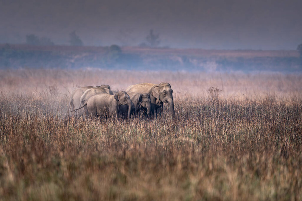 Manada de elefantes indios en el Parque Nacional Jim Corbett, India - Foto, Imagen