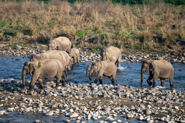 Família de elefantes atravessando o rio Ramganga no Parque Nacional Jim Corbett, Índia - Foto, Imagem