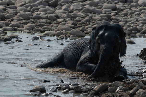 Elefante desfrutando de banho de lama no rio Ramganga, Parque Nacional Jim Corbett, Índia - Foto, Imagem