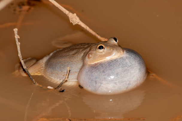 Крик жаби, що тримає воду, з'являється в голосовому мішку - Фото, зображення