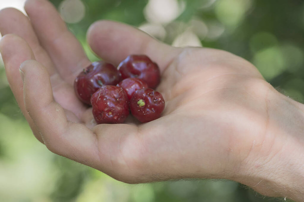 Hand vol met Pitanga (Eugenia uniflora) rode vruchten.  - Foto, afbeelding