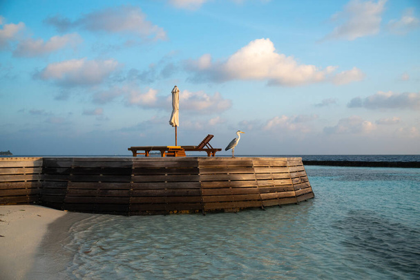 Wspaniała szara czapla, znana również jako Maakana w Dhivehi, stoi na drewnianym pomoście na plaży na Malediwach, patrząc na ocean, szukając swojej ofiary w wodzie podczas pięknego wschodu słońca.  - Zdjęcie, obraz