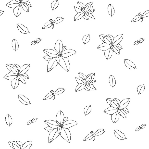 Basil Seamless Pattern. Italian herbs.A sprig of marjoram. Basil is a fragrant and fragrant seasoning. Hand-drawn illustration.  - Διάνυσμα, εικόνα