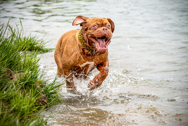 Happy big dog by the water. Playing in the water. French Mastiff. Bordeaux Great Dane. Best friend - Photo, Image
