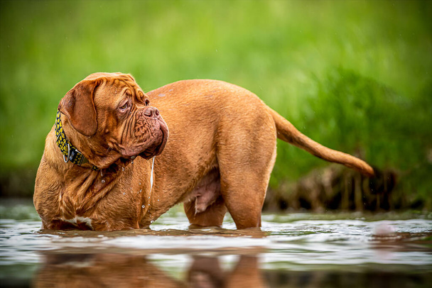 Boldog nagy kutyát a vízparton. A vízben játszottam. Francia Mastiff. Bordeaux-i Nagy Dán. Legjobb barát. - Fotó, kép