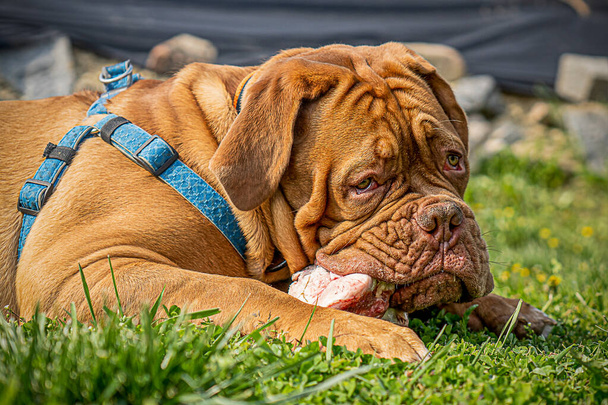 Büyük köpek yavrusu. Fransız Mastiff. Dışarıda çimlerin üzerinde portre - Fotoğraf, Görsel