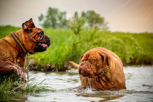 З великою собакою біля води. Грався у воді. Французький Мастиф. Великий Дейн Бордо. Найкращий друг - Фото, зображення