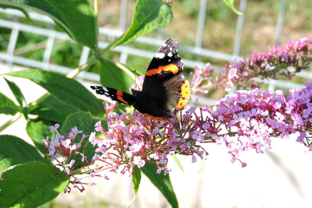 Una mariposa con alas abiertas negras chupando néctar de flores rosadas buddleia - Foto, imagen