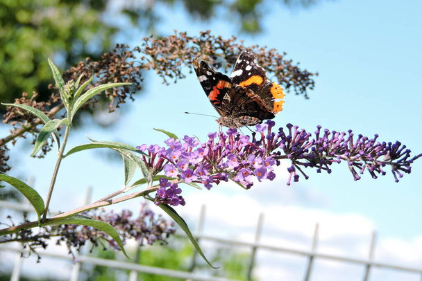 Un almirante rojo con alas abiertas negras chupando néctar de flores de color púrpura buddleia, cielo azul en el fondo - Foto, Imagen