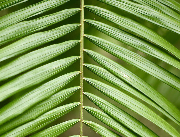 A closeup shot of tropical plant leaves - Foto, afbeelding