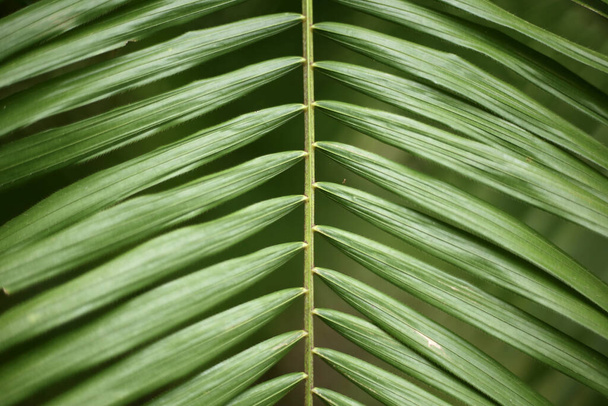 A closeup shot of tropical plant leaves - Foto, Imagem