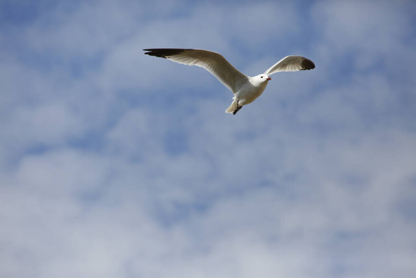 A low angle shot of a flying seagull in the sky - Foto, immagini