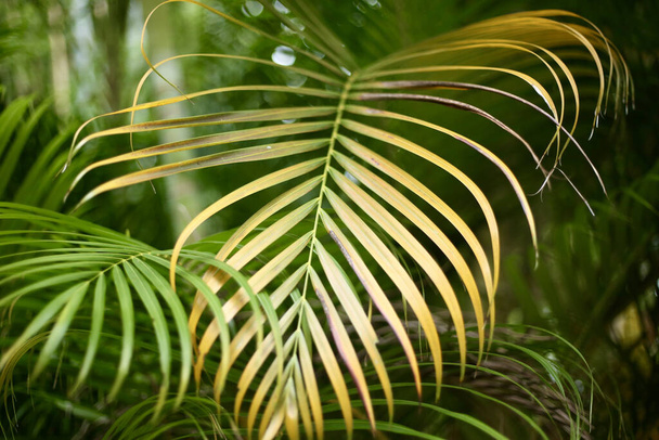 熱帯植物の葉のクローズアップショット - 写真・画像